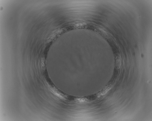 X0000070250654200606232009