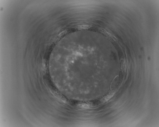 X0000070250655200606232009