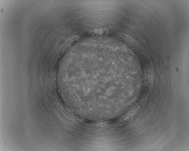 X0000070250656200606232009