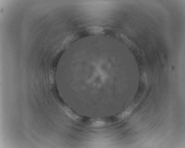 X0000070250658200606232009