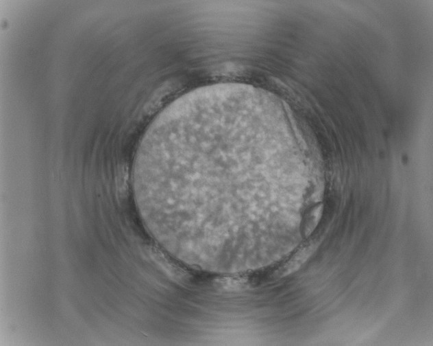 X0000070250660200606232009