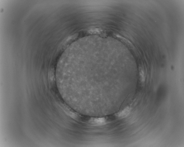 X0000070250665200606232009