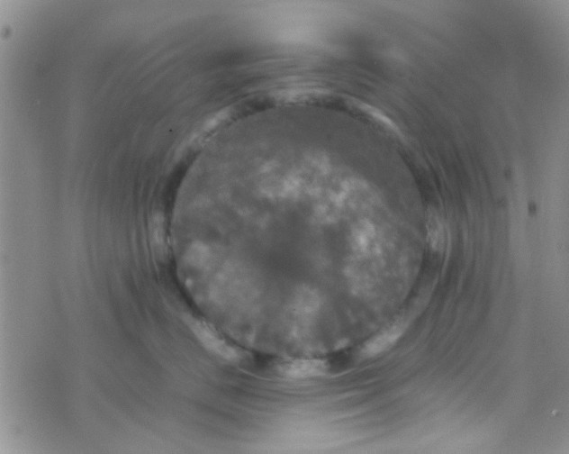 X0000070250670200606232009