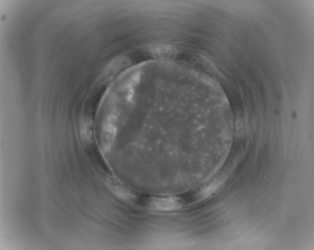 X0000070250671200606232009