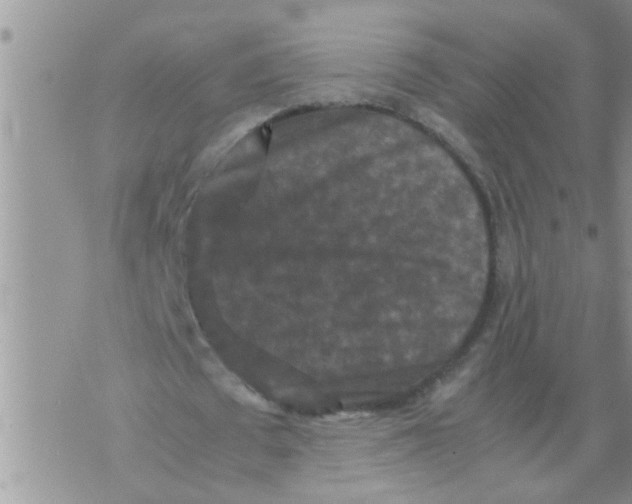 X0000070250673200606232008