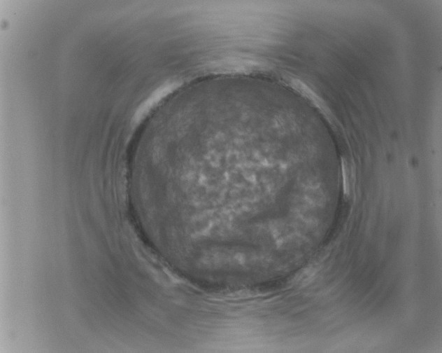 X0000070250675200606232008