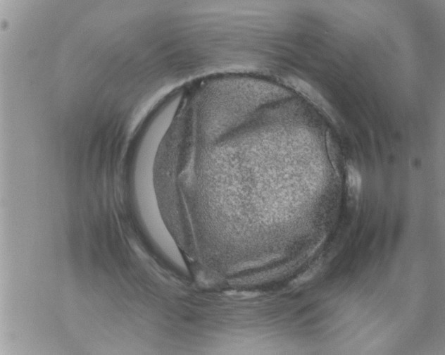 X0000070250676200606232008