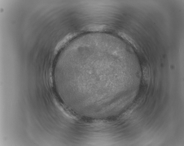 X0000070250682200606232008