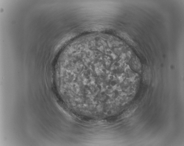 X0000070250683200606232008