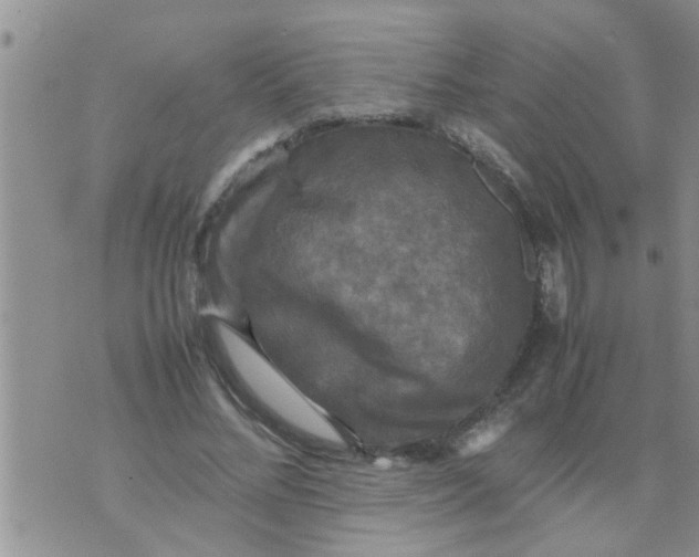 X0000070250684200606232008