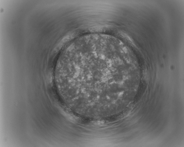 X0000070250687200606232008