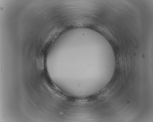 X0000070250694200606232008