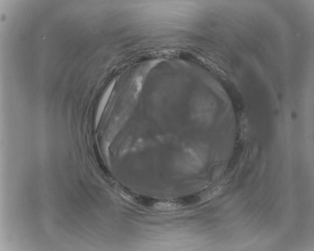 X0000070250699200606232008