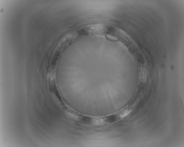 X0000070250701200606232008