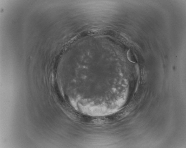 X0000070250703200606232008