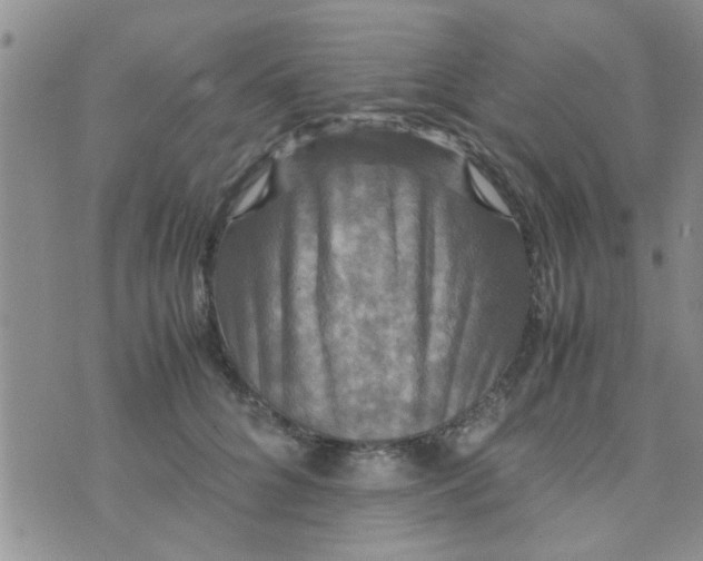 X0000070250704200606232008