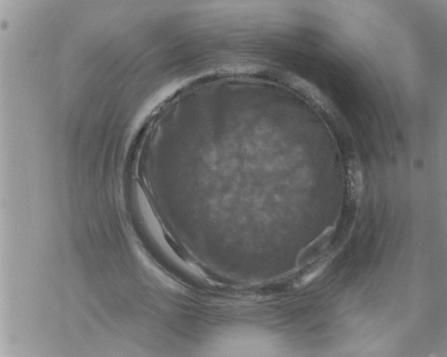 X0000070250726200606232007