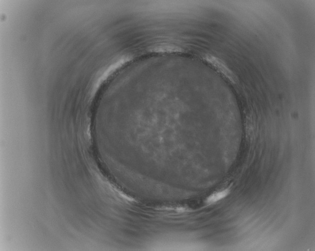 X0000070250727200606232007