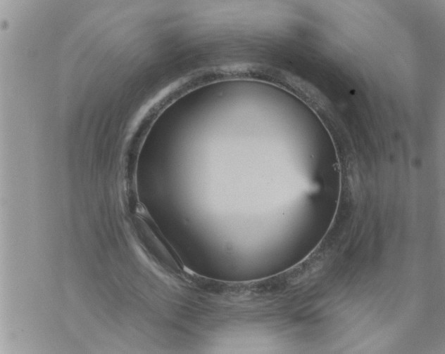 X0000070250728200606232007