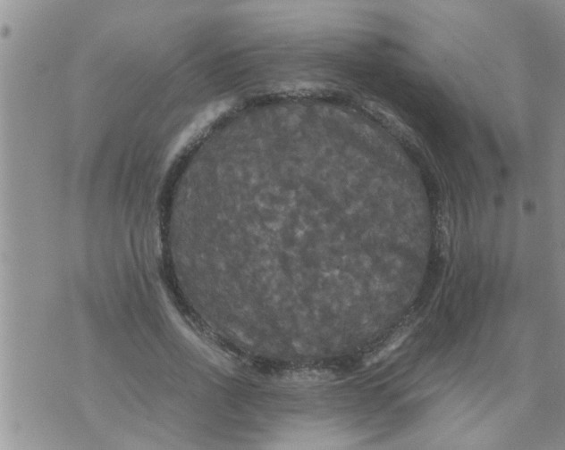 X0000070250734200606232007