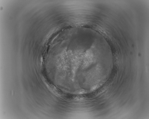 X0000070250742200606232007