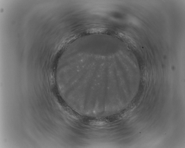 X0000070250743200606232007