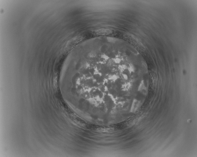 X0000070250745200606232007