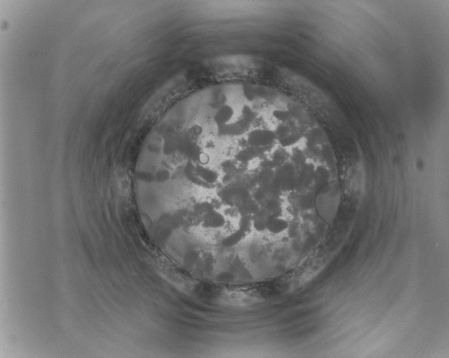 X0000070250753200606232007