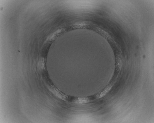 X0000070250758200606232007