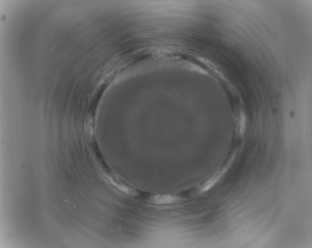 X0000070250766200606232008