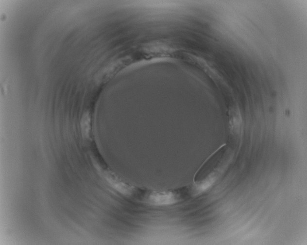 X0000070250767200606232008