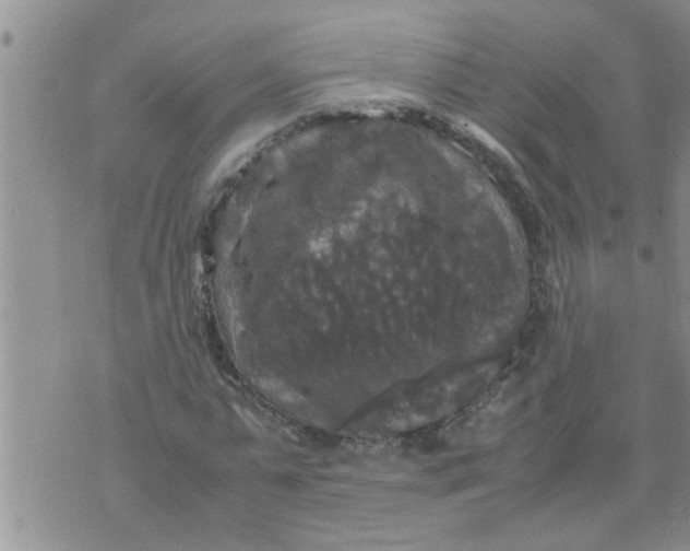 X0000070250775200606232007