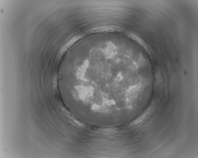 X0000070250778200606232007