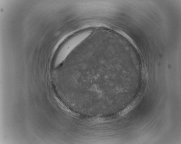 X0000070250783200606232007