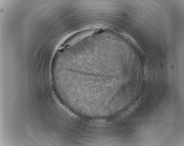 X0000070250784200606232007