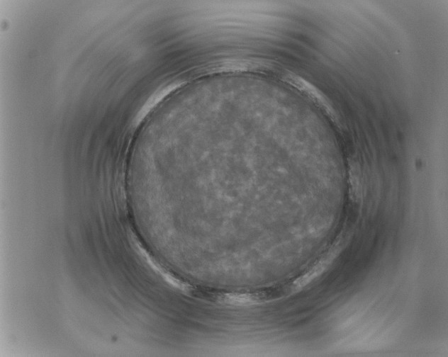 X0000070250794200606232006