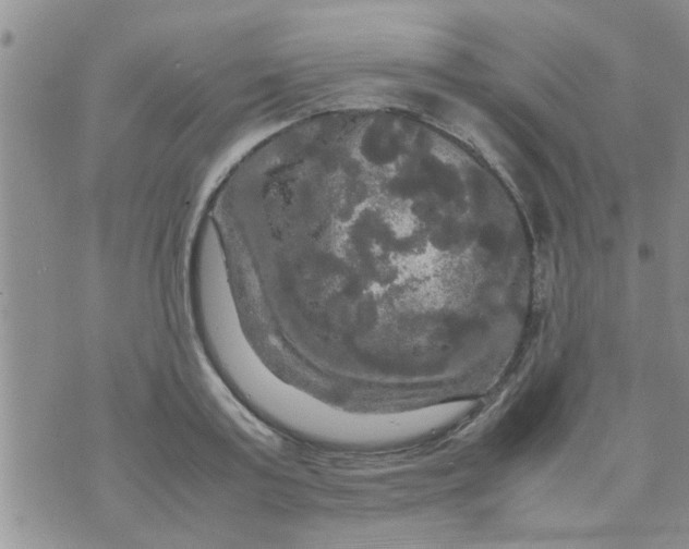 X0000070250795200606232006