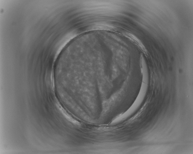 X0000070250796200606232006