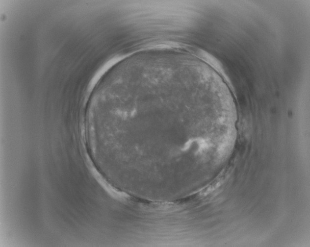 X0000070250811200606232006