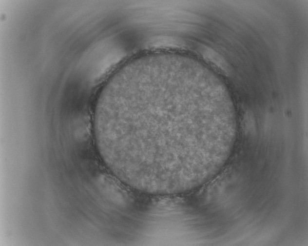 X0000070250824200606232005