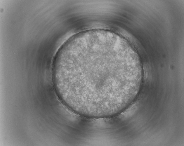 X0000070250828200606232005