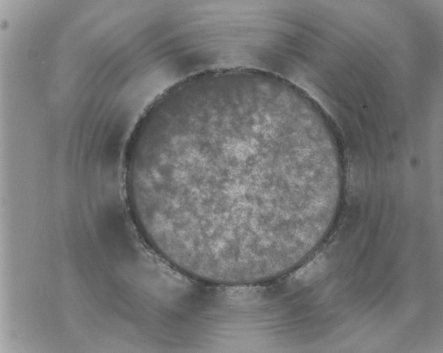 X0000070250832200606232005