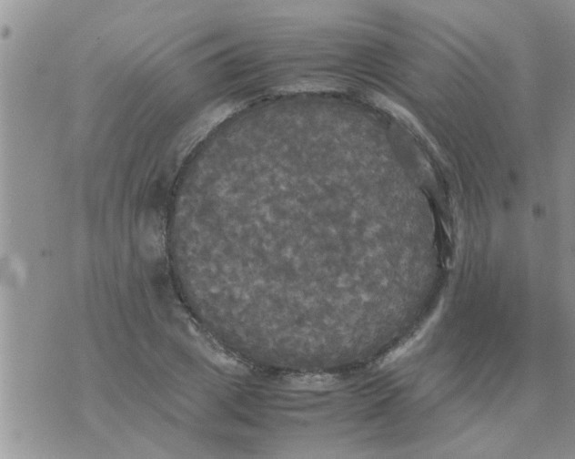 X0000070250833200606232005