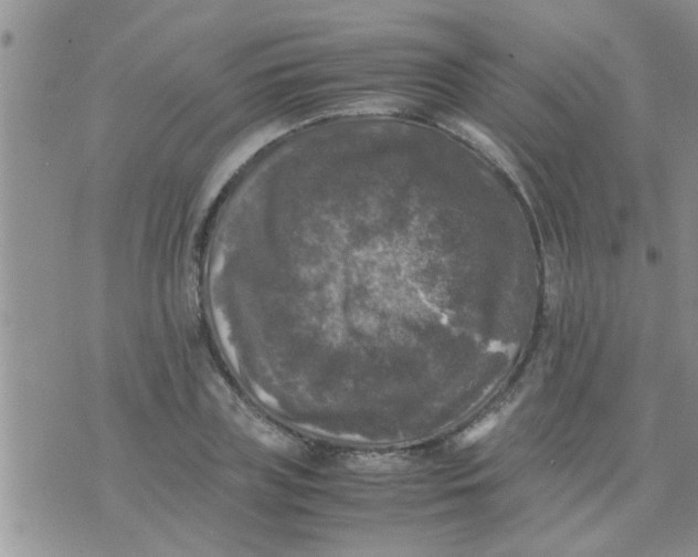 X0000070250835200606232006