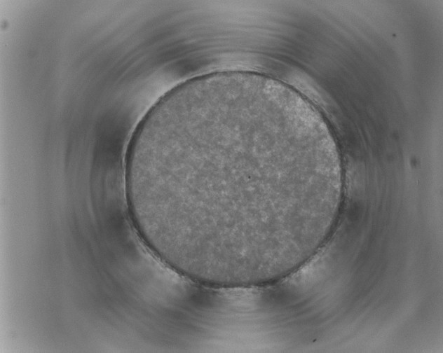 X0000070250836200606232006