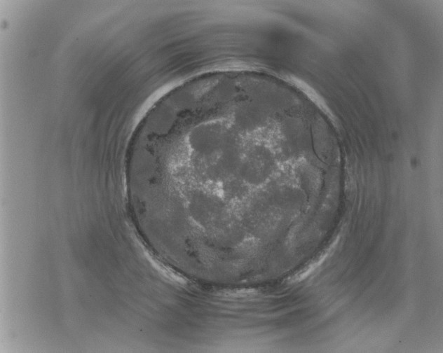 X0000070250837200606232006