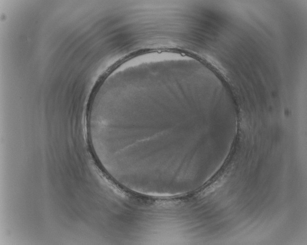 X0000070250840200606232006