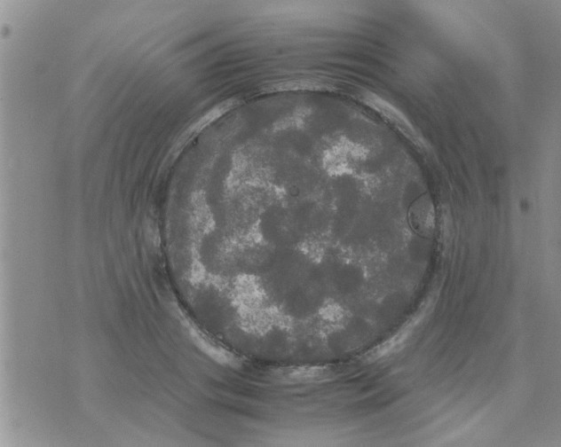 X0000070250841200606232006