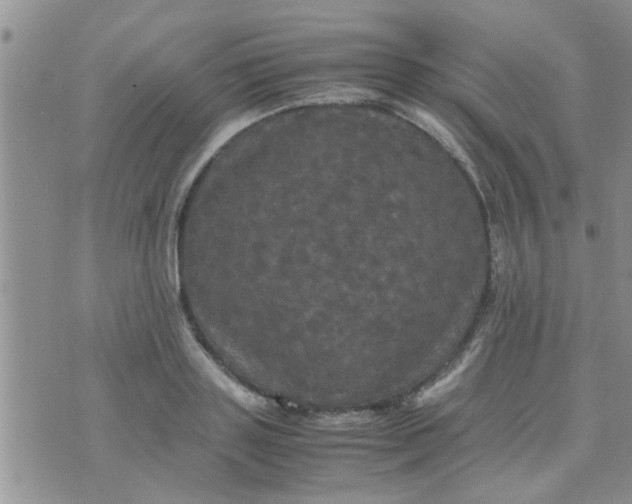 X0000070250843200606232006