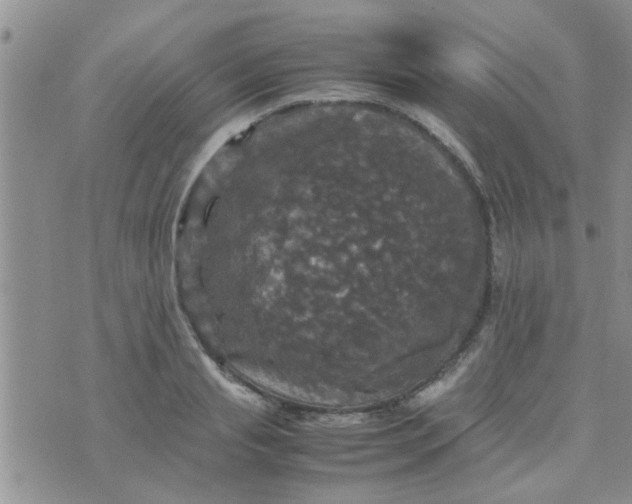 X0000070250845200606232006